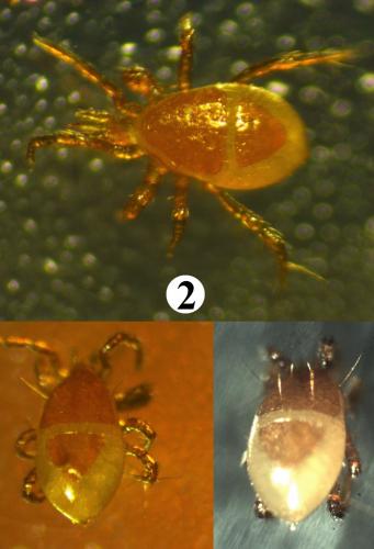 Parasitellus fucorum